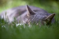 Cat sleeping in grass
