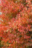 Nyssa sinensis foliage in autumn