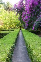 Long paths between Buxus hedges in garden with Bougainvillea - Jardines de Alfabia, Mallorca