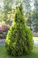 Cupressus - shaped conifer tree in meditarranean garden