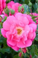 Rose 'Heidetraum'