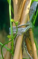 Bamboo stick tied with string to grow beans
