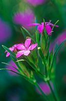 Dianthus armeria 'Deptford Pink'