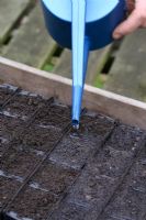Watering in sown seeds in 'Rootrainers' seed tray - Step 3 of 3