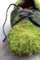 Old shoe with moss growing on it