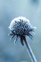 Rudbeckia fulgida var sullivantii 'Goldsturm' seed head with frost