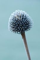 Echinacea purpurea seed head with frost