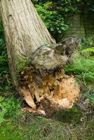Robinia pseudoacacia 'Frisia' - Blown over in gale. Shows bracket fungi have caused rotting and weakening at base.