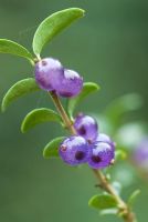 Lonicera nitida 'Fertilis' - Translucent meths blue berries