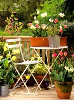 Balcony with containers of Tulipa 'Crispa', Tulipa 'Fringed Elegance', Tulipa 'White Dream', Narcissus triandrus and Narcissus 'Thalia'