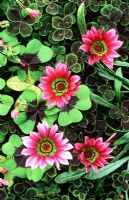 Gazania 'Christopher Lloyd' with Trifolium repens 'Purpurascens', Trifolium pratense 'Susan Smith' and Oxalis tetraphylla 'Iron Cross'