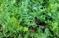 Designer salad leaf mix with eight varieties. Red mustard, chicory, red lettuce, rocket, Cabbage 'Black Tuscany', coriander, chervil and wrinkled cress
