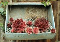 Sempervivum, growing in an old recycled mower grass box hooked over a rusty corrugated iron fence