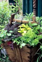 Wooden rice basket suspended from a chain and planted with salad leaves and herbs. Endive, Ginger mint, Purple kale 'Red Bor', nasturtiums, parsley, sage and thyme