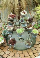 Houseleek Hotel. Sempervivums arranged in small metal pots in a wire stand so they get an equal share of light and air