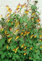 Ipomoea lobata - Spanish Flag growing rapidly up a bare wall supported by chicken wire