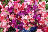 Lathyrus grandiflora 'Matucana' - two tone purple, Lathyrus odoratus 'Painted Lady' and Lathyrus grandiflora 'America' - red and white striped displayed in a blue and white vegetable tureen