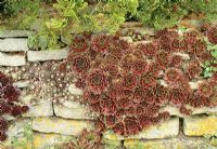 Sempervivum - Houseleeks growing on their sides in a Cotswold stone wall to prevent them rotting off in the winter