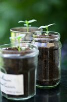 Antirrhinum majus - Snapdragon seedlings in jam jars and tin can used as plant pots