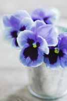 Viola - Pansies arranged in small metal container