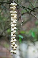 String of peanuts hung up in tree for wild birds to eat