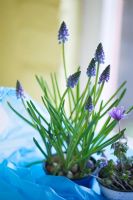 Muscari and Anemone blanda growing in plastic containers
