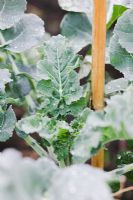 Brassica - Top of young sprouting broccoli plant