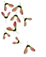 Acer - Maple seeds
