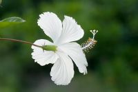 Hibiscus rosa-sinensis - White Hibiscus the national flower of Malaysia