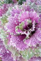 Brassica oleracea in the frost