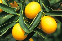 Citrus fortunella - Kumquat tree