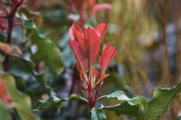 Photinia serratifolia 'Curly Fantasy' - New red shoots