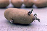 Solanum tuberosum - Chitted potato