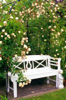 White wooden bench under metal pergola with Rosa 'Felicite et Perpetue' - Climbing rose