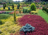 Aurelia Garden, Dorset with Heathers and conifers including Erica vagans 'Mrs Maxwell' AGM, Calluna vulgaris 'Gold Haze' AGM and Picea pungens 'Globosa' AGM 