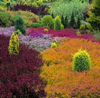 Colourful Heathers and Conifers including Erica cinerea 'Katinka' and Erica cinerea 'Golden Drop' - Aurelia Garden, Dorset