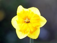 Narcissus 'Crugmere'