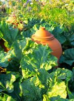 Rheum rhubarbarum - Rhubarb and terracotta forcer in potager