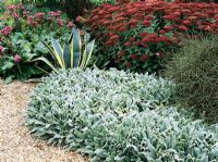Stachys 'Cotton Bolle', Agave and Sedum in  mediterranian border
