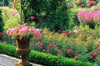 Rosa 'Medley Pink' in metal urn in summer garden