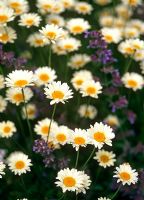 Anthemis 'Sauce Hollandaise' - Chamomile flowers