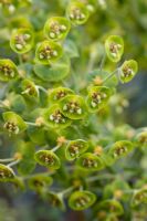 Euphorbia characias 'whistleberry Jade'