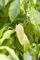 Carpinus fangiana - leaves of Fang Hornbeam