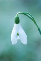 Galanthus nivalis - A Snowdrop on a frosty morning