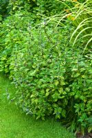 Mentha x gracilis 'Variegata' - Ginger Mint planted in a border