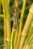 Phyllostachys bambusoides 'Castilloni' - Detail of the stem and sheath of Giant Timber Bamboo