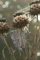 Cynara cardunculus - Seed heads in autumn with cobwebs and dew