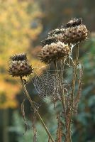Cynara cardunculus - Artichoke seed heads in autumn with cobwebs and dew