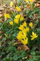 Sternbergia lutea - Autumn Daffodil