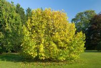 Morus nigra - A young Black Mulberry tree in Autumn
